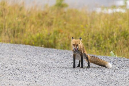 There is very little sexual dimorphism in Red foxes. However, when the male fox cocks one legs to urinate, while the female doesn't.の写真素材