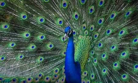 Peacock Dance Display - Peacock Showing Feathers.の写真素材