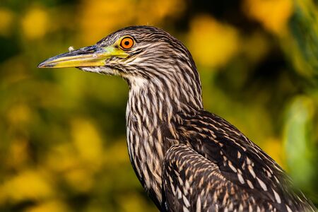 female black-crowned night heron portrait close-up detail photographic printの写真素材