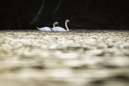 a mute swan couple wading in the golden water of mystic river. during sunset, the river turns goldenの写真素材