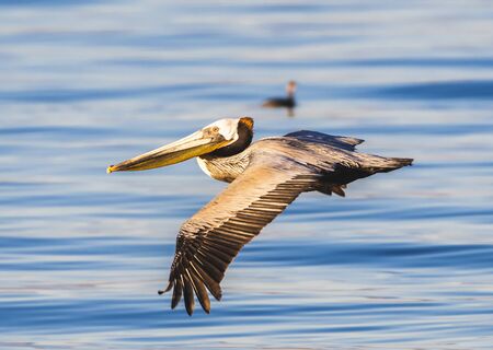 In the morning, a brown pelican flys overの写真素材