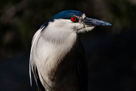 black-crowned night heron portrait close-up detail photographic printの写真素材