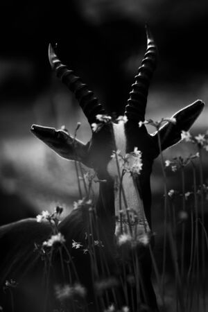 black and white portrait of blesbok in the wildflowers. Blesbok is an antelope endemic to South Africa and Eswatini. Distinctive white face big long hornsの写真素材