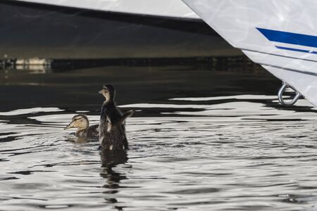 two Mallard chicks duckling in the mystic river, flapping its little wingsの写真素材