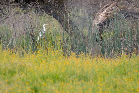 Spring has come: Egret hiding behind the wild flowersの写真素材