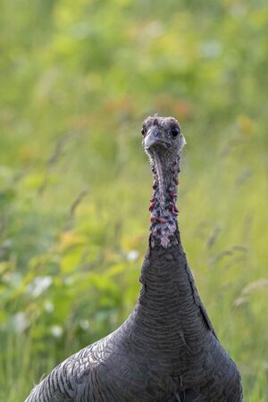 female wild turkey long necksの写真素材