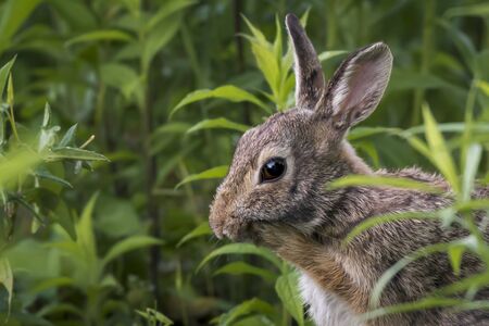 learn the anti-aging facial massage with the rabbit cute bunny doing massage do the self DIY facial with rabbit seriesの写真素材
