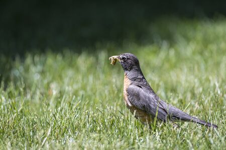 American robin father collects earthworms for its chicks. Although he has much food in his mouth, he himself is lean and thin. Love from the parents.の写真素材