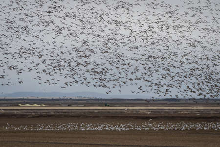 During spring migration (reverse migration), large flocks of snow geese migration in large numbers.Tule Lake, CAの写真素材