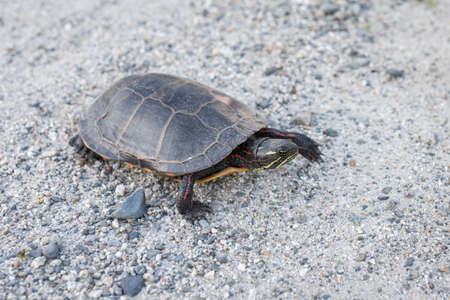 A painted turtle walks to the pond. Vermont.の写真素材