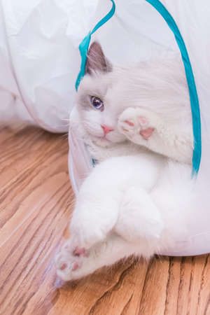 This cute baby Seal Bicolor Ragdoll cat need a rest after a play in the tunnel.の写真素材