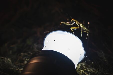 The praying mantis is often seen near the light source to hunt for insects. It uses the light to lure the insects and waiting with patient to hunt for its dinner. Montana.の写真素材
