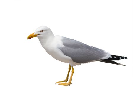 Sitting seagull isolated over white background の写真素材