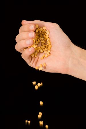 Man's hand pouring split peas isolated on black backgroundの写真素材