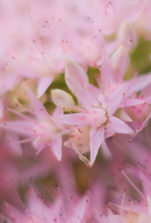 Floscule of phlox in the garden, extreme close-upの写真素材