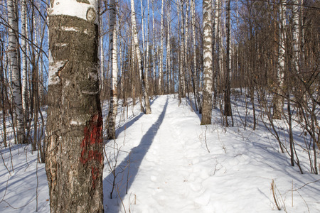 path in winter forest. White snow and birchの写真素材