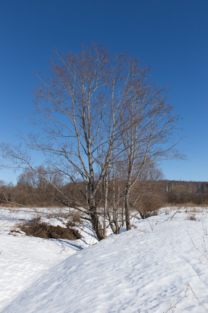 alder in a Sunny winter day on the blue sky backgroundの写真素材
