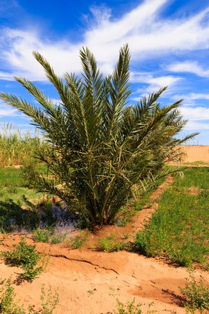 date palms in oasis in Sahara desert, Moroccoの写真素材