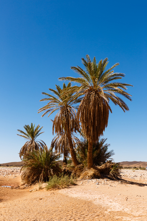 palm in the  desert oasi morocco sahara africa duneの写真素材