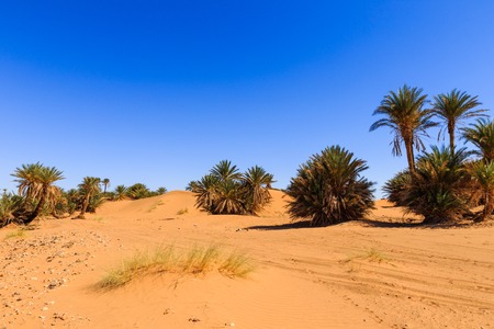 Oasis in the Sahara desert in Moroccoの写真素材