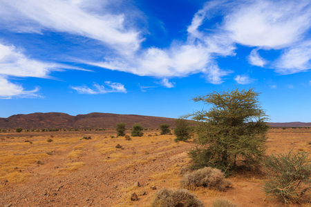 lonely tree on a background of mountains in the Sahara desert, Moroccoの写真素材