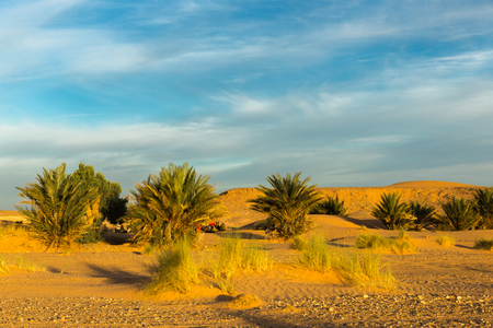 palm in the  desert oasis morocco sahara africaの写真素材