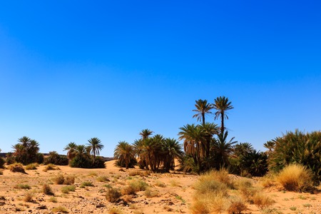 palm trees in the  desert oasi morocco sahara africaの写真素材