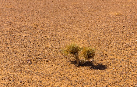 small green shrub in the Sahara desertの写真素材
