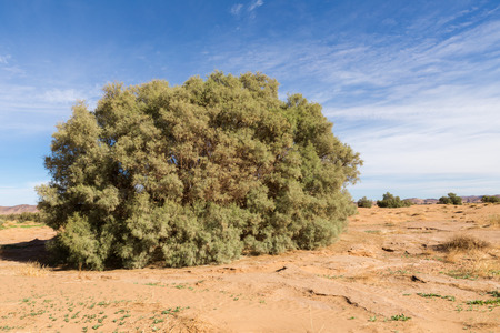 green plants in the Sahara desert, Moroccoの写真素材