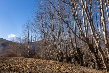 autumn landscape, trees against mountains Himalayas, Nepalの写真素材
