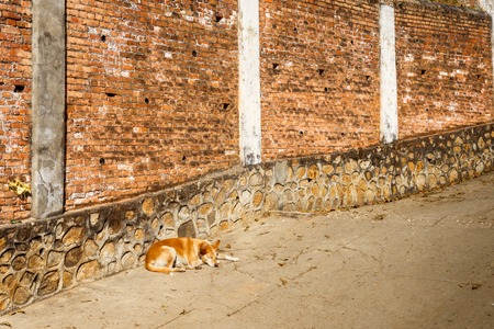 red dog sleepsの写真素材