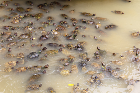 many turtles swim in a pond with dirty water
