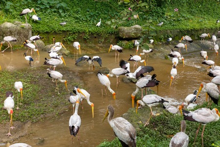 Yellow billed stork looking for food in the riverの写真素材