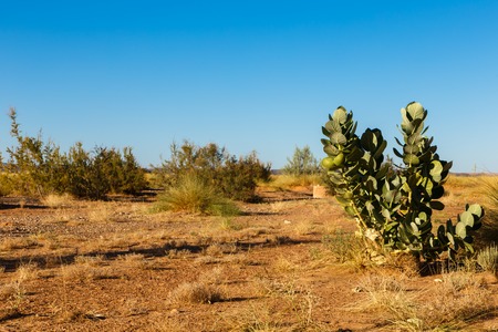 green shrub in the Sahara desert, Moroccoの写真素材