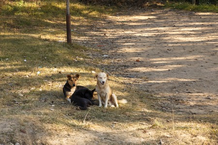 three dogs rest in the shade near the road.の写真素材