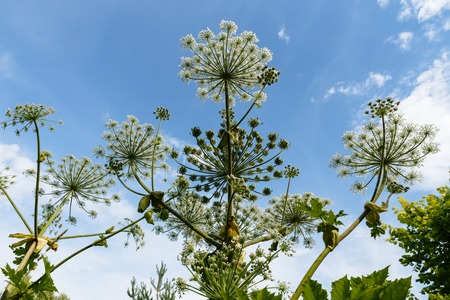 Heracleum Sosnowskyi on blue sky background, cow parsnip bloomsの写真素材