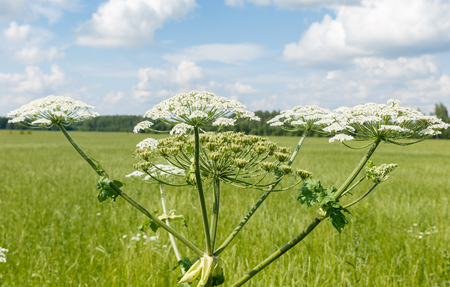 cow parsnip blooms on a meadow in summer.の写真素材
