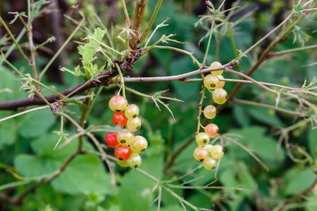 The immature berries of red currants. on a branchの写真素材