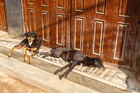 two black dogs lying on the porch at the door of the house, Kathmandu, Nepalの写真素材