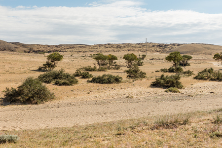 Gobi desert, green trees in the desert, beautiful landscape, Mongoliaの写真素材