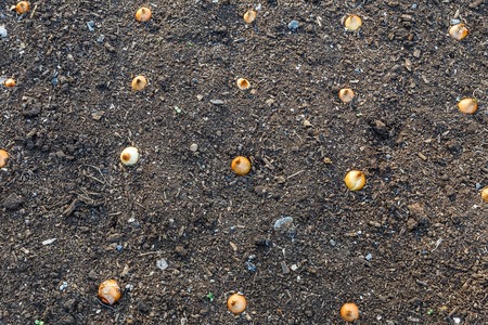 Young Onions, planted in the garden. Sprouts of onion. Close up backgroundの写真素材