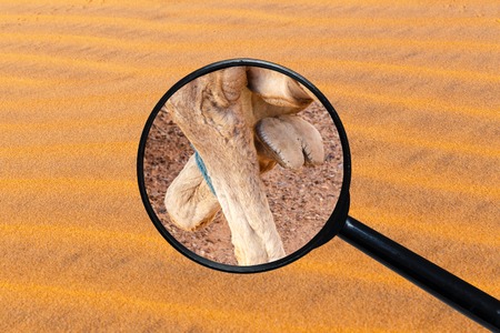 foot of a camel, view through a magnifying glass against the background of sandの写真素材