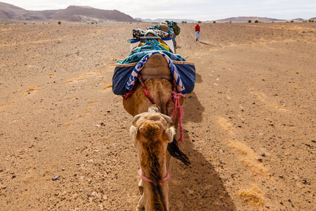 Camel caravan in the Sahara desert, Morocco Africa, view from the back of a camelの写真素材