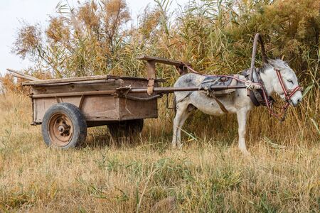 donkey with an iron cart stands in a field near the reedsの写真素材