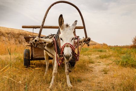 white donkey with a cart in the field, donkey with a cart looks at the cameraの写真素材