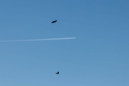 two black birds and a plane in the blue sky, birds fly over the plane