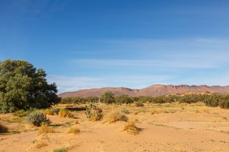 Sahara Desert, green bushes in the sand dunes in the mountains, Morocco, Africa.