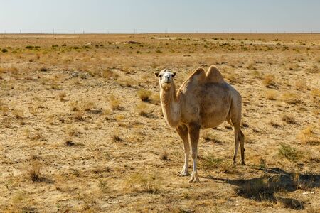 Bactrian camel, camel in the steppes of kazakhstan, Aral