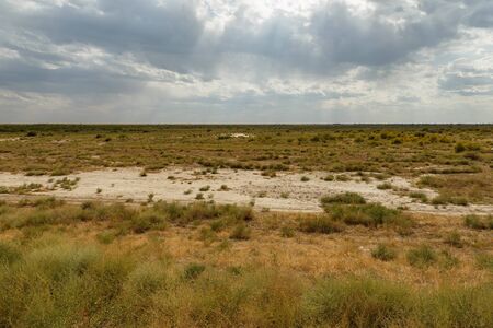 shrub and grass in the steppe near the Syr Darya river, Kazakhstan