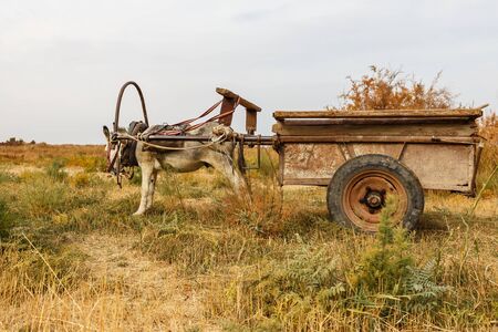 donkey harnessed to an iron cart stands in a meadow.の写真素材